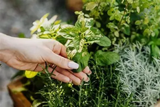 Debemos tener en cuenta sus efectos secundarios, toxicidad, contraindicaciones e interacciones.