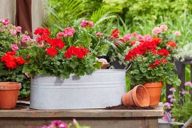 MDZol | Estas especies de plantas darán color a tu hogar durante todo el año. Foto: Shutterstock