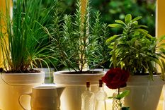 Plantas de interiores comestibles y que también decoran el hogar.Créditos: Elizabeth Whiting&nbsp;