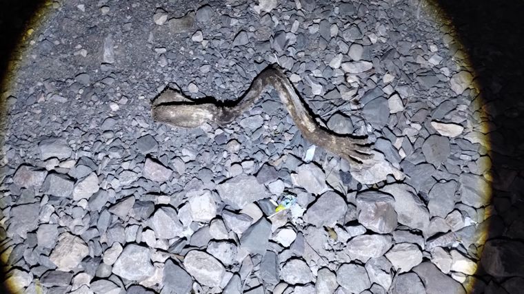 Los huesos encontrados a un costado de la ruta 52, en Las Heras. 
