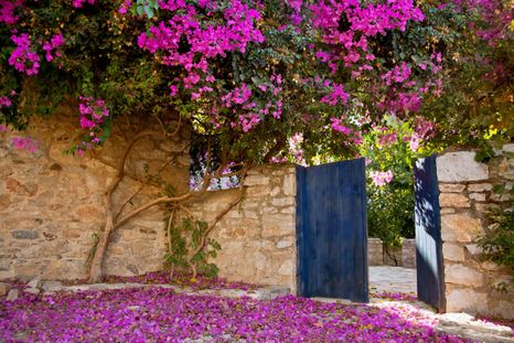 Jardín Plantas trepadoras con flores Foto: Shutterstock Jardín Plantas trepadoras con flores Foto: Shutterstock