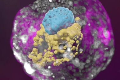 MDZol | Un modelo de embrión humano derivado de células madre. Las células azules corresponden al embrión, las amarillas al saco vitelino y las rosadas a la placenta. Foto: INSTITUTO WEIZMANN