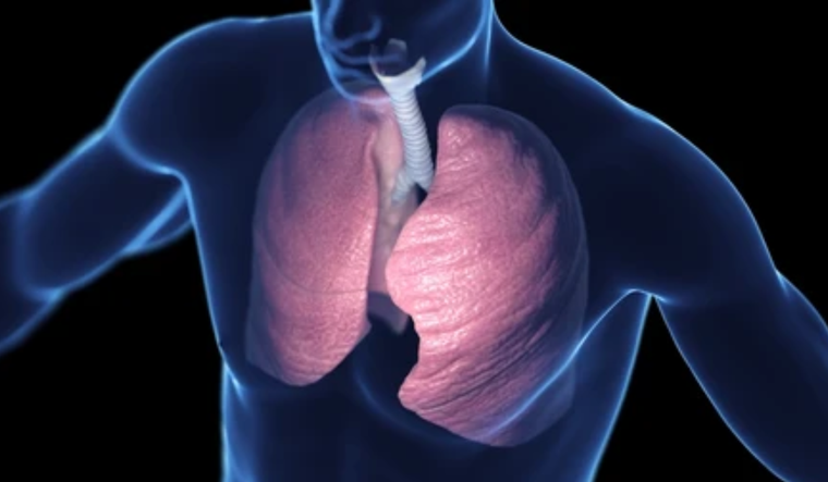 La ciencia consiguió conocer más acerca de la función reparativa de los pulmones. Foto: Shutterstock