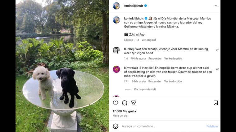 Jagger, el labrador negro que se sumó a la familia real neerlandesa. Jagger, el labrador negro que se sumó a la familia real neerlandesa.