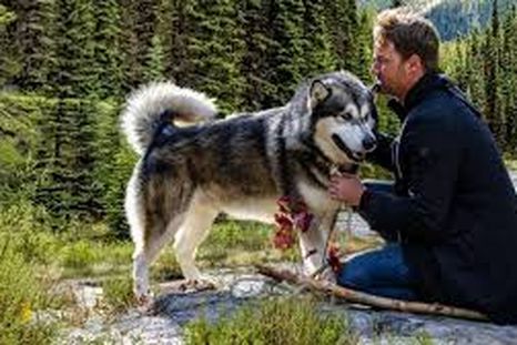 Sobreviendo el camino a casa, una película para ver en familia. Foto: cortesía Netflix.