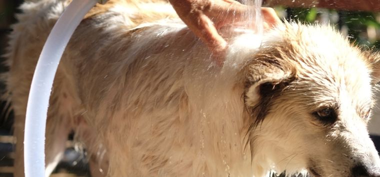 Identifica cuándo tu mascota tiene un golpe de calor y aprende a actúar rápido para ayudarlo Foto: Shutterstock