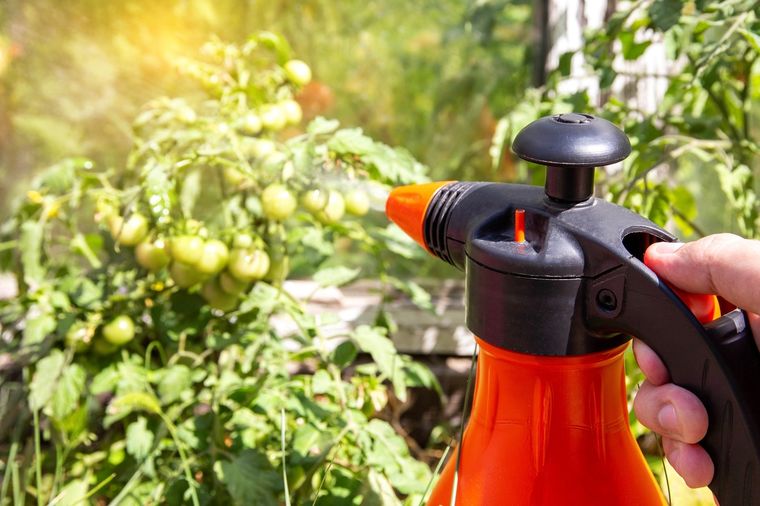 JARDÍN EL TOMATE PUEDE POTENCIAR LA FLORACIÓN DE LAS PLANTAS Foto: SHUTTERSTOCK.