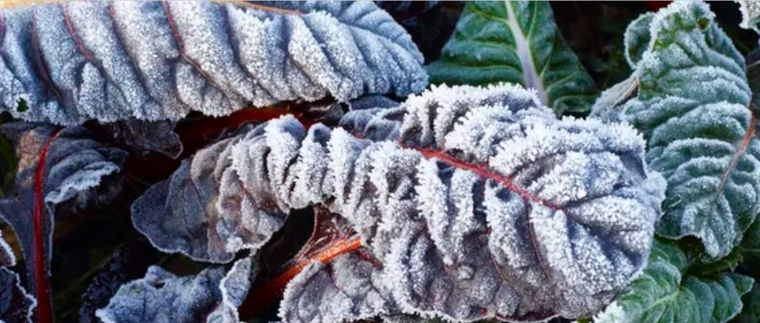 Las acelgas pueden soportar hasta 7 grados bajo cero. Foto: William Turner - Fuente: homesandgardens.com