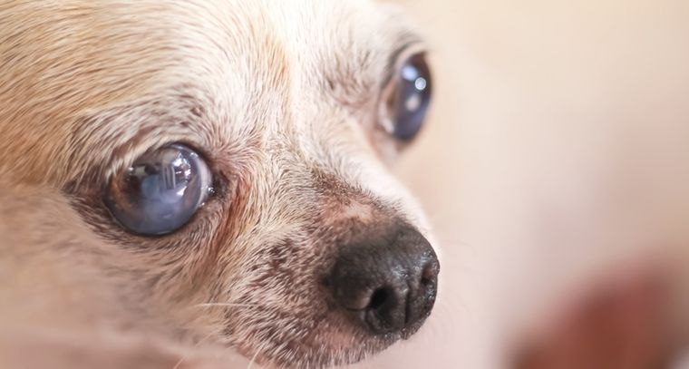 Hay varios sintomas que indican que nuestra mascota está desarrollando esta enfermedad Foto: Shutterstock