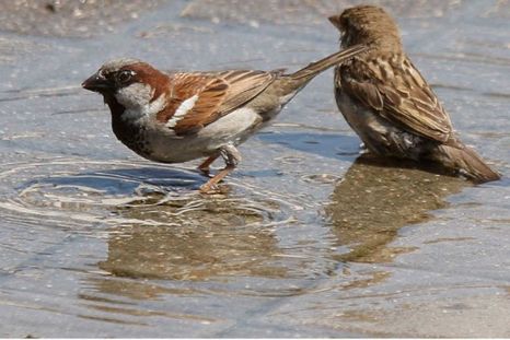 Hubo un importante conteo de aves en Alemania: hay menos gorriones. Foto Efe Hubo un importante conteo de aves en Alemania: hay menos gorriones. Foto Efe