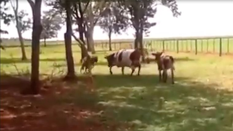 Aparece un joven chino que carga con una historia imposible: perdió a su pareja porque una vaca cayó del cielo. Aparece un joven chino que carga con una historia imposible: perdió a su pareja porque una vaca cayó del cielo.