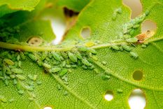 Este es un gran truco para eliminar los bichos verdes de las plantas Foto: SHUTERSTOCK