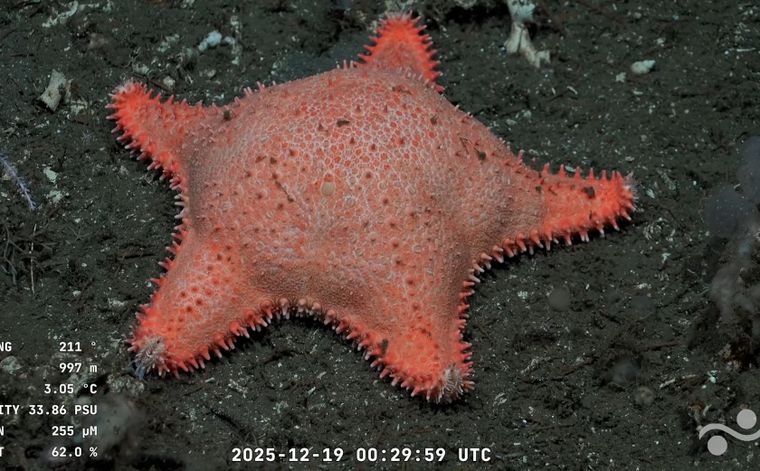 Se registró otra estrella culona en el nuevo streaming del Conicet.