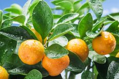 JARDÍN El mandarino es uno de los árboles frutales más conocidos Foto: SHUTTERSTOCK