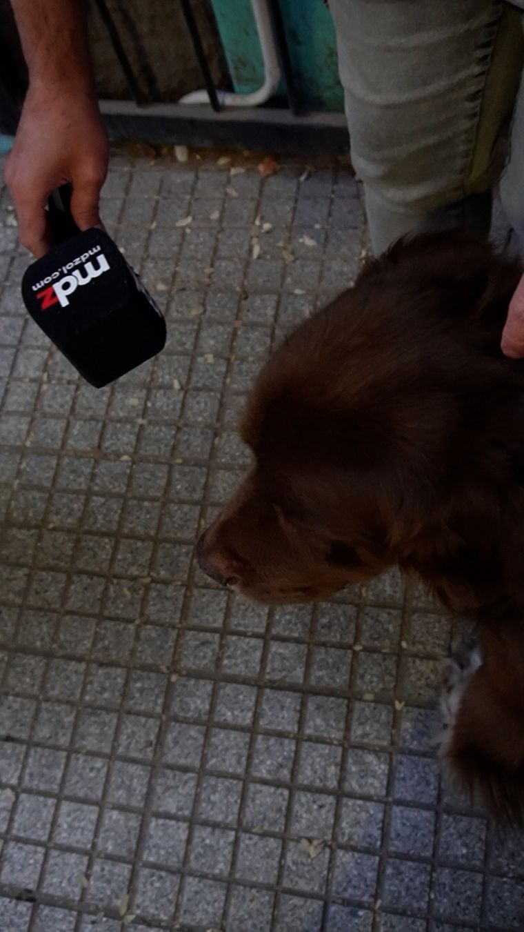 Venta o adopción, el debate por el proyecto de ley que busca regularizar los criaderos de perros. Venta o adopción, el debate por el proyecto de ley que busca regularizar los criaderos de perros.