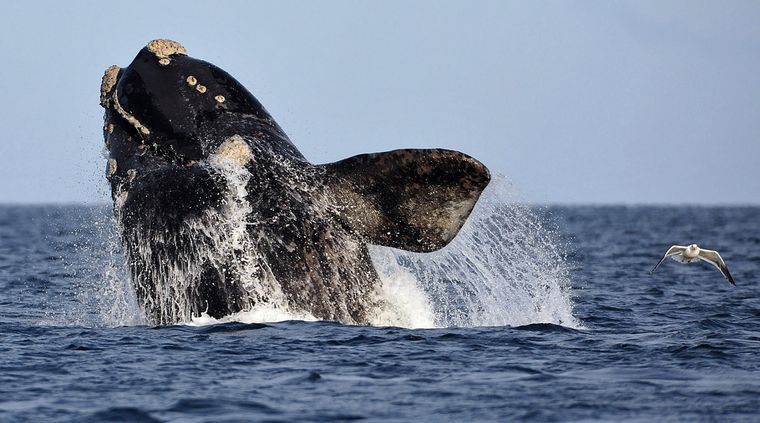 Una pareja que navegaba en kayak capturó un momento muy especial al ser rodeados por ballenas francas. Foto: Télam