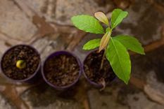 Poné manos a la obra y mantené tu jardín activo durante el verano Foto: SHUTTERSTOCK
