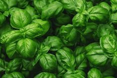 Con todos estos beneficios, la albahaca deja de ser una planta más para convertirse en un verdadero tesoro natural Foto: Shutterstock