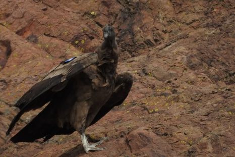 “Kamin” y “Kuraq” son las aves que nacieron en cautiverio y que fueron liberadas el lunes en Río Negro. “Kamin” y “Kuraq” son las aves que nacieron en cautiverio y que fueron liberadas el lunes en Río Negro.