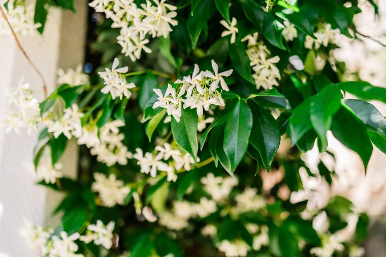 Las flores blancas y los pimpollos rosados del jazmín chino se destacan entre su follaje verde.