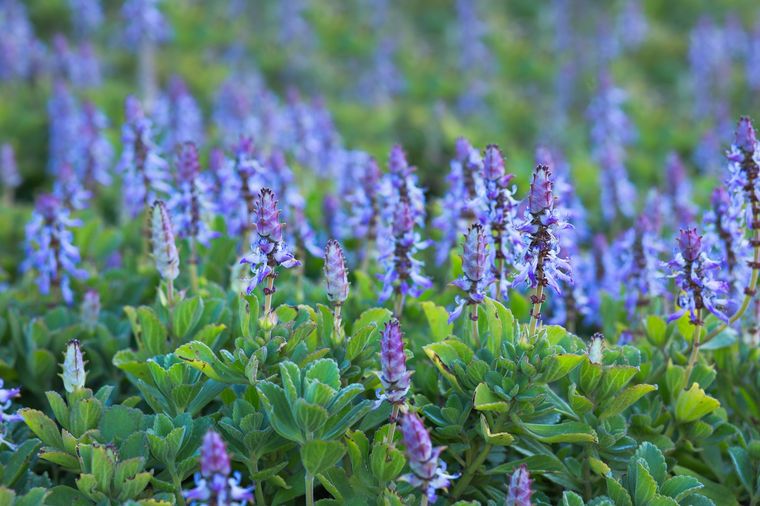 Esta es una planta que es una verdadera bendición para el jardín Foto: Shutterstock