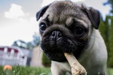 Los huesos siempre se han asociado a la dieta de los perros. Foto: Pixabay