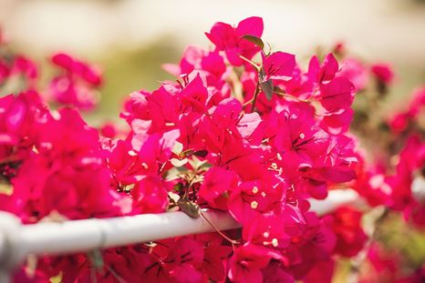 En un momento donde el diseño de exteriores cobra protagonismo, esta planta demuestra que se puede lograr un jardín vistoso Foto: Shutterstock