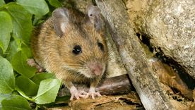 El hantavirus se transmite por el ratón colilargo. Foto: Shutterstock El hantavirus se transmite por el ratón colilargo. Foto: Shutterstock