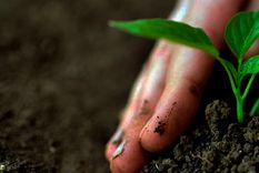 Las plantas obtienen muchos nutrientes del suelo, por lo que conocer la composición de su suelo (ácido, neutro o alcalino) es crucial para entender qué plantas crecerán mejor en un jardín. Foto: Pixabay