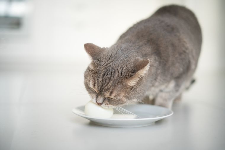 Cada vez más personas descubren que el huevo cocido puede ser un premio saludable para sus gatos. Foto: Shutterstock