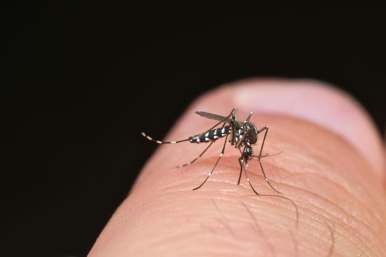 El mosquito Aedes aegypti.