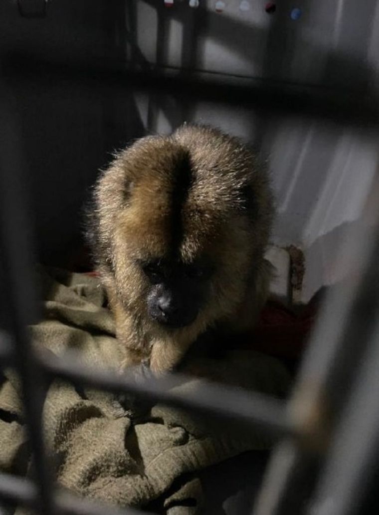 Foto: Policía Federal
