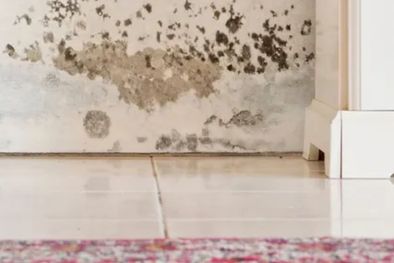 MDZol | En un hogar cuanto más tiempo se desarrolla el moho, más daño potencial puede causar. Foto: Ekspansio - homesandgardens.com
