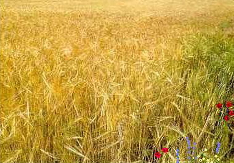 Foto: web