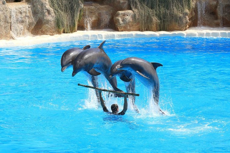 Una de las agencias más grandes del mundo dejará de ofrecer entradas para nadar con delfines. Foto: Pixabay