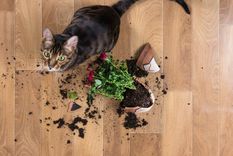 Los gatos pueden cometer travesuras Foto: Shutterstock