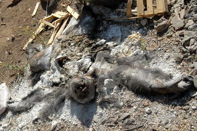 MDZol | El manejo del Zoo continúa en la mira. Foto: Nacho Gaffuri / MDZ