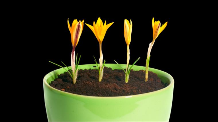 En una maceta al momento de plantar la distancia entre dos bulbos es de 10 centímetros. En una maceta al momento de plantar la distancia entre dos bulbos es de 10 centímetros.