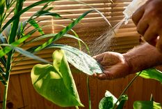 Hay trucos para limpiar cada hoja de las plantas Foto: Shutterstock