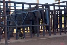 La elfanta Kenya en el Santuario de Brasil. La elfanta Kenya en el Santuario de Brasil.