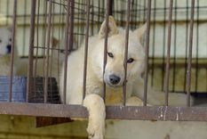 el dilema de corea del sur de que hacer con medio millon de perros tras prohibirse el consumo de la carne de estos animales
