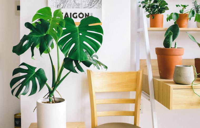 Monstera Es una planta que da vida al hogar Foto: Pexels