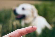 Las garrapatas son ácaros que se alimentan de la sangre perruna Foto: SHUTTERSTOCK