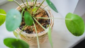 La canela es un antifúngico natural que puede evitar enfermedades en las plantas. Foto: Archivo La canela es un antifúngico natural que puede evitar enfermedades en las plantas. Foto: Archivo