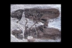 amor eterno: hallan fosiles de insectos copulando