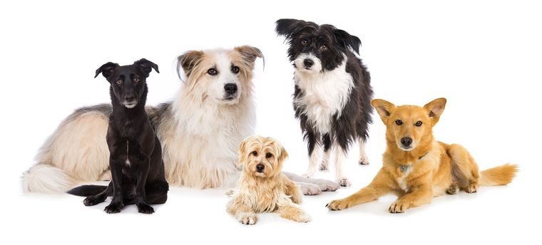 RAZAS DE PERROS Foto: SHUTTERSTOCK