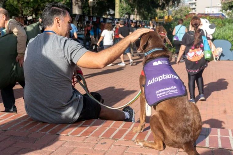El sitio busca otorgar una plataforma para la búsqueda de animales perdidos y para la adopción. El sitio busca otorgar una plataforma para la búsqueda de animales perdidos y para la adopción.