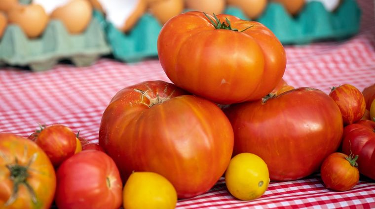 El virus rugoso ya se ha propagado por otras provincias del país Foto: Gentileza