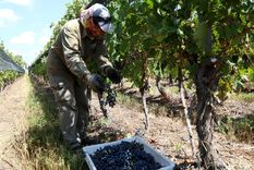 La cosecha podría ser mejor que en 2023 Foto: Maximiliano Ríos/MDZ