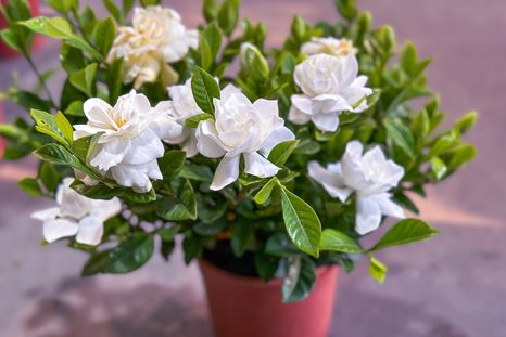El jazmín estallará en flores. Fuente: Shutterstock. El jazmín estallará en flores. Fuente: Shutterstock.